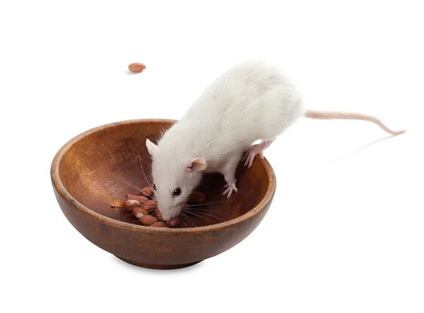 White rat eating peanuts from wooden plate — Stock Photo, Image