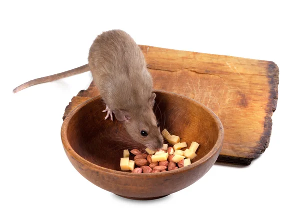 Brown rat eating from wooden plate — Stock Photo, Image