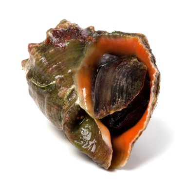 Beyaz arka plan üzerinde izole rapana