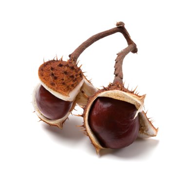 Two horse chestnuts on branch