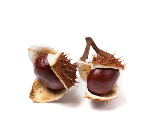 Two horse chestnuts inside dry peel — Stock Photo, Image