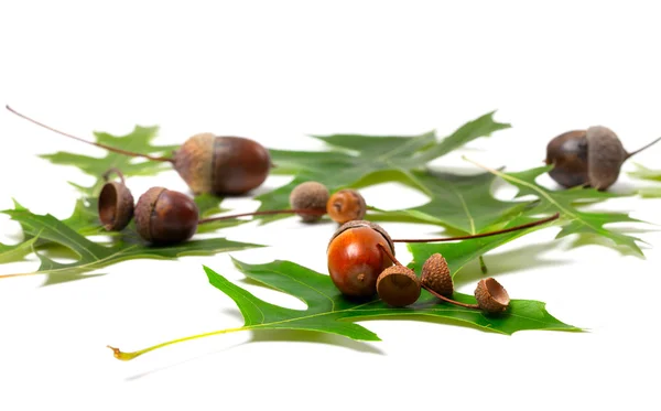 Acorns and green leafs of oak — Stock Photo, Image
