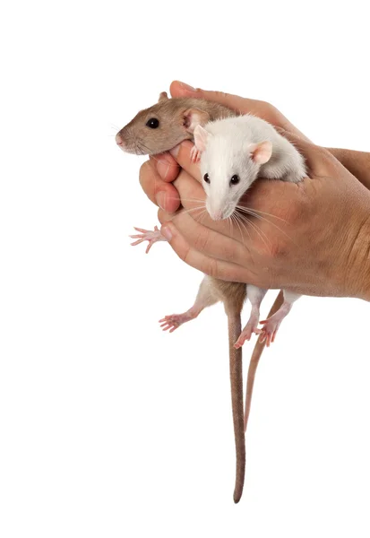 Fancy rats in hands — Stock Photo, Image