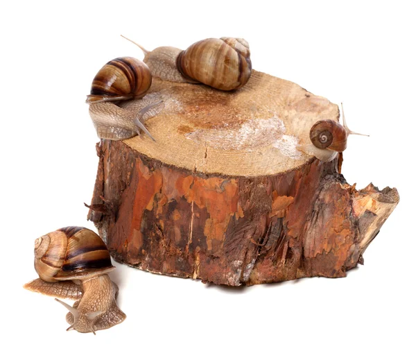 松树树桩上的蜗牛 — 图库照片