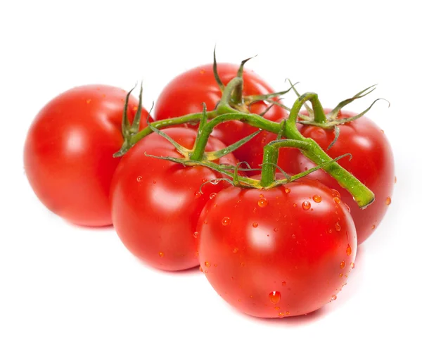 Ripe tomato on bunch with water drops — kuvapankkivalokuva