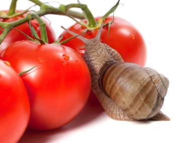Bahçe salyangoz ve su damlası ile ripe domates