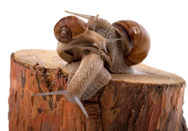 Snails on top of one another, on pine tree stump — kuvapankkivalokuva