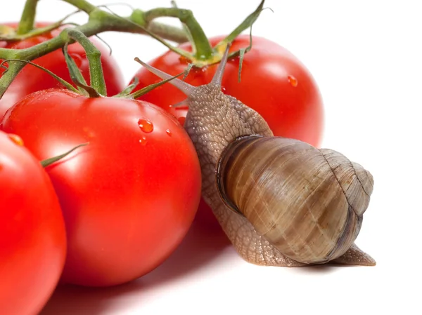 Garden snail and ripe tomato with water drop — Stock Photo, Image