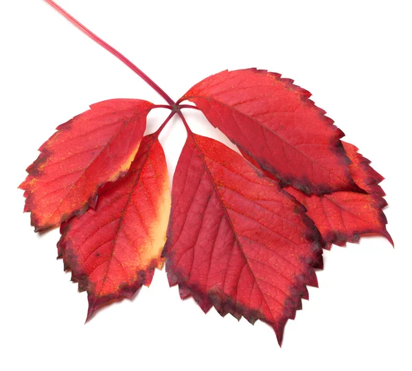 Beyaz zemin üzerine kırmızı sonbahar yaprak — Stok fotoğraf