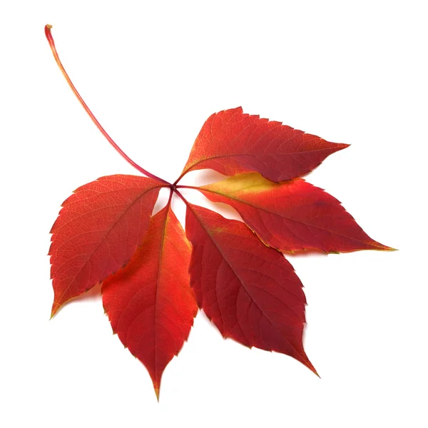 Herbstrotes Blatt — Stockfoto