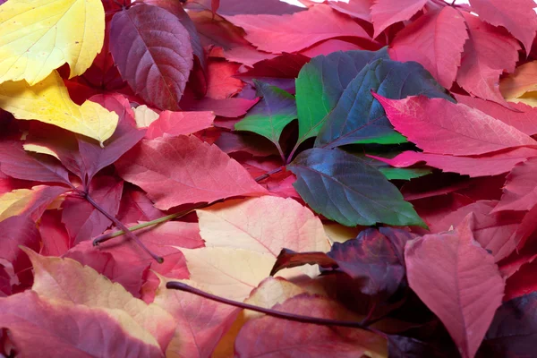 Achtergrond van multicolor Herfstbladeren — Stockfoto