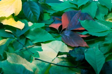 arka plan çok renkli yaprakları