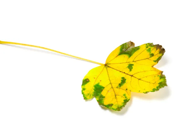 黄変葉 — ストック写真