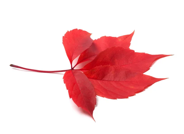 Red autumn virginia creeper leave — Stock Photo, Image