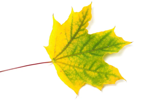 Yellowed autumn maple leaf — Stock Photo, Image