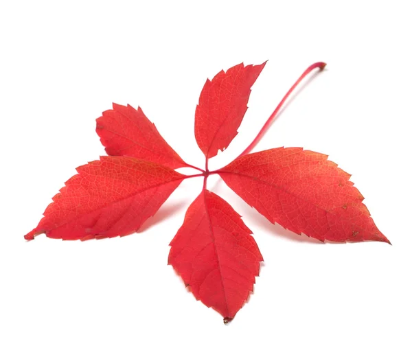 Roter Herbst Virginia Creeper-Blatt — Stockfoto