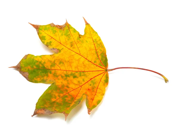 Kuru sonbahar akçaağaç yaprağı — Stok fotoğraf