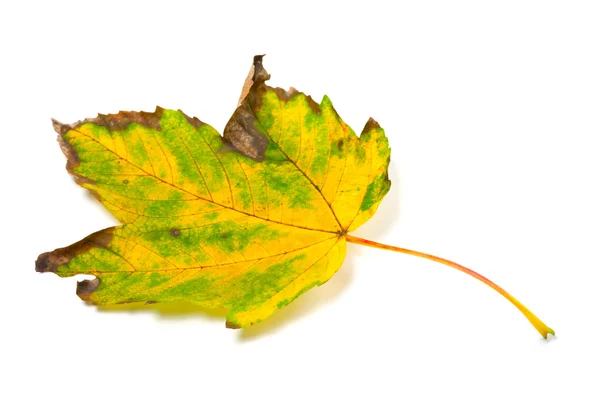 Vergeelde Herfstblad op witte achtergrond — Stockfoto