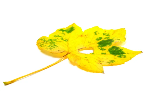 Autumn yellowed leaf with hole — Stock Photo, Image