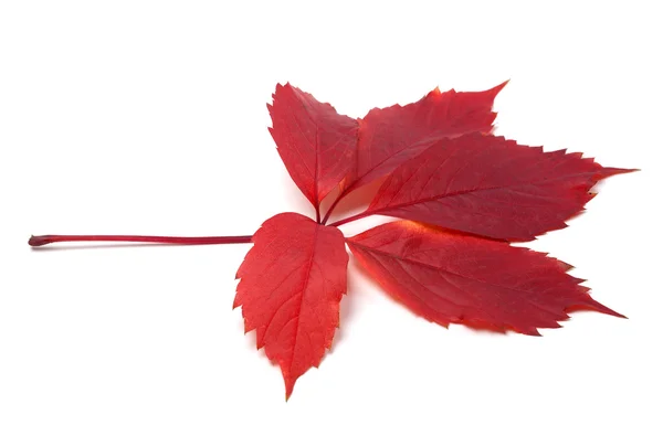 Autumn red leave isolated on white background — Stock Photo, Image