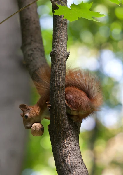 Красная белка на дереве с грецким орехом во рту, смотрит вниз — стоковое фото