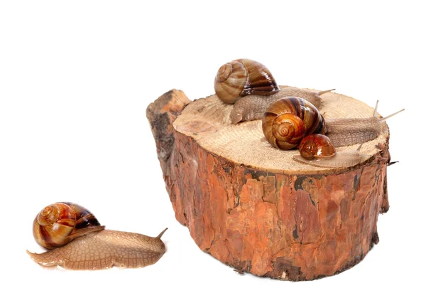 蜗牛在松树树桩上的家庭 — 图库照片