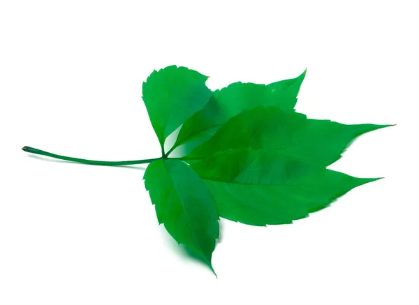 Листья зеленые Вирджиния лианы на белом фоне — стоковое фото