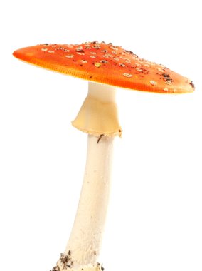 Beyaz arka plan üzerinde izole agaric (Sinek mantarı) fly