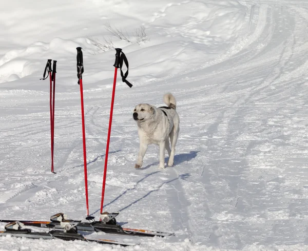 Pes a lyžařského vybavení na sjezdovky na hezký den — Stock fotografie