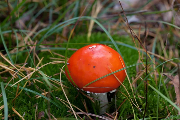 Amanita muscaria cogumelo em musgo — Fotografia de Stock