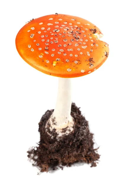 Amanita muscaria cogumelo — Fotografia de Stock