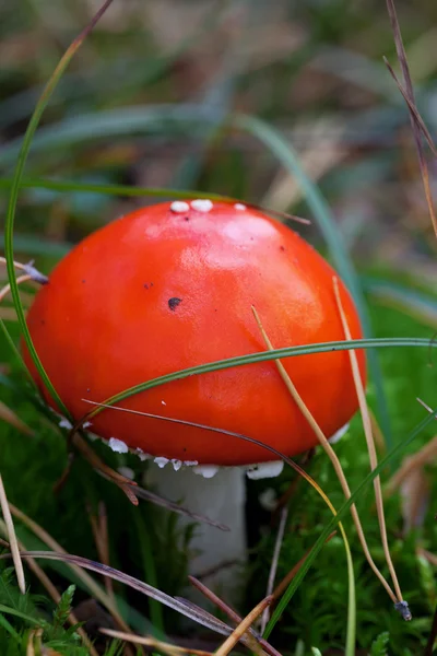 Amanita muscaria mushroom in grass — Stock Photo, Image