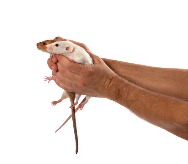 Zwei Ratten in menschlichen ausgestreckten Händen — Stockfoto