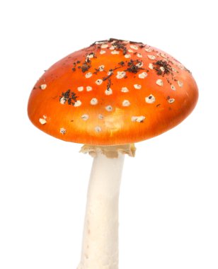 Kırmızı sinek agaric mantar adet çamur ile