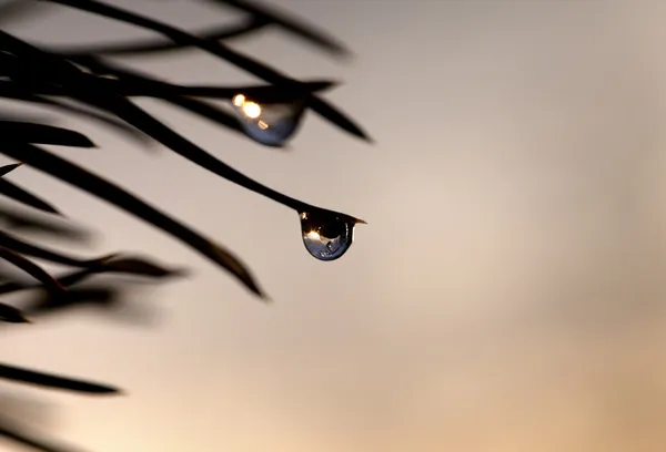 Silhueta de gota de água na agulha do pinho na noite — Fotografia de Stock