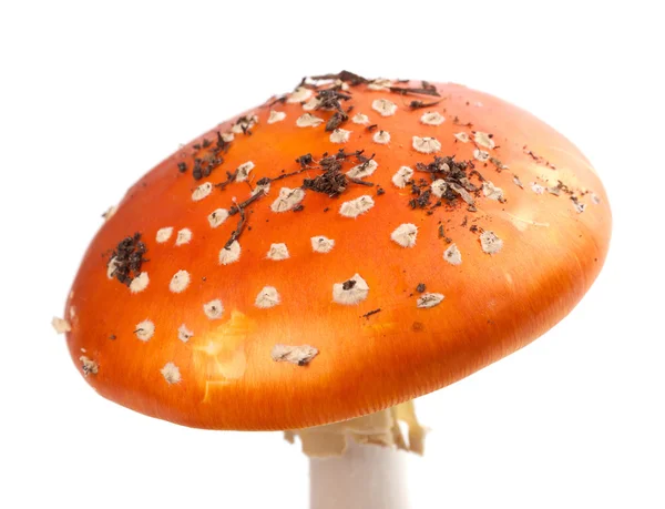 Amanita muscaria mushroom with pieces of dirt — Stock Photo, Image