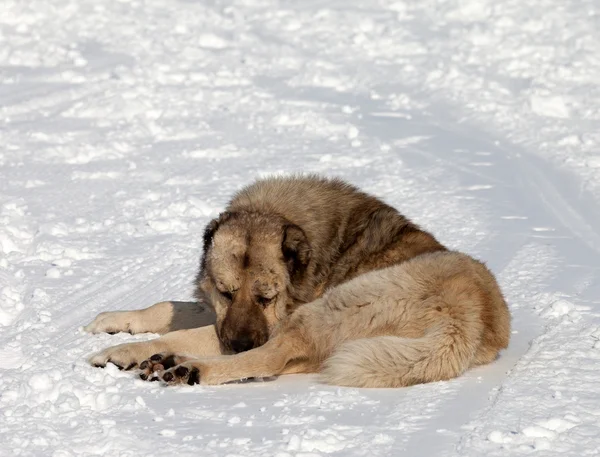 Cachorro dormindo na pista de esqui — Fotografia de Stock