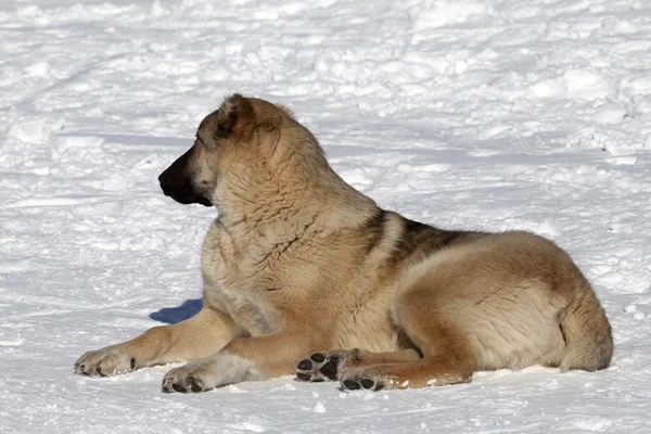 Cane appoggiato sul pendio nevoso sci al giorno di bel sole — Foto Stock