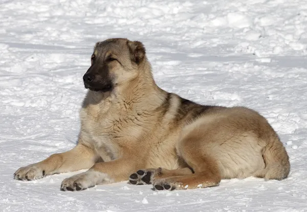 Perro descansando en esquí de nieve —  Fotos de Stock