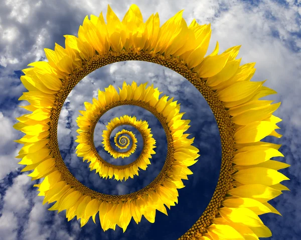 Анотація соняшникова спіраль — стокове фото