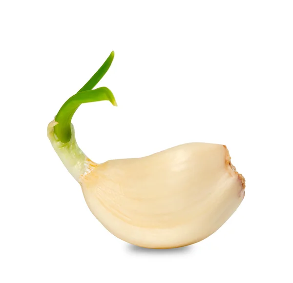 Sprouting clove of garlic — Stock Photo, Image