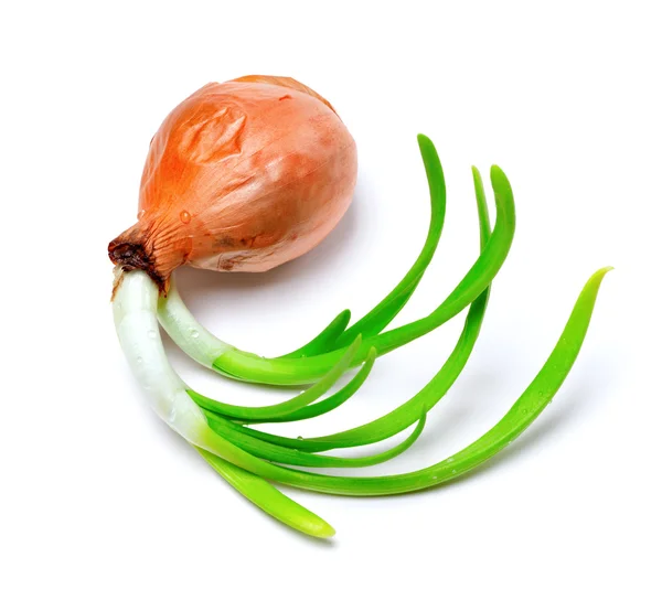 Проростаюча цибуля (Allium cella ) — стокове фото