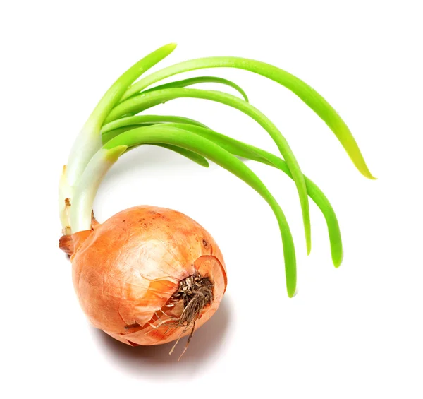 Spring onions on white background Stock Image