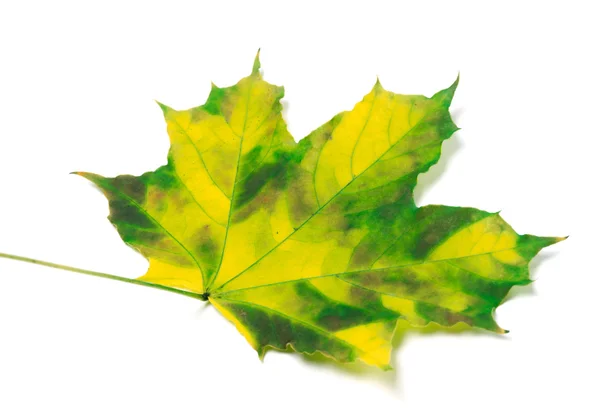 Sararmış akçaağaç yaprağı — Stockfoto