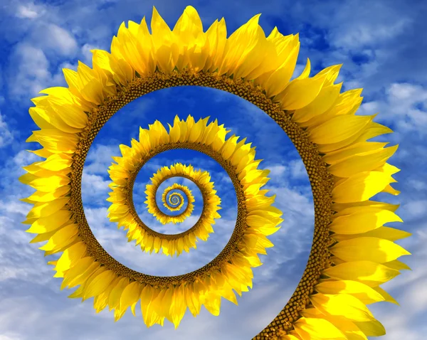 抽象的向日葵螺旋 — 图库照片