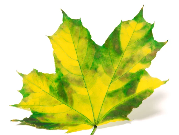 Vergeelde maple leaf op witte achtergrond — Stockfoto