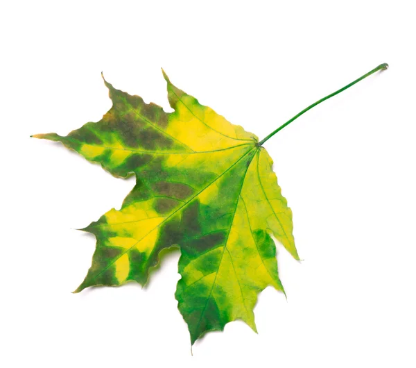 Multicolor liść klonu — Zdjęcie stockowe