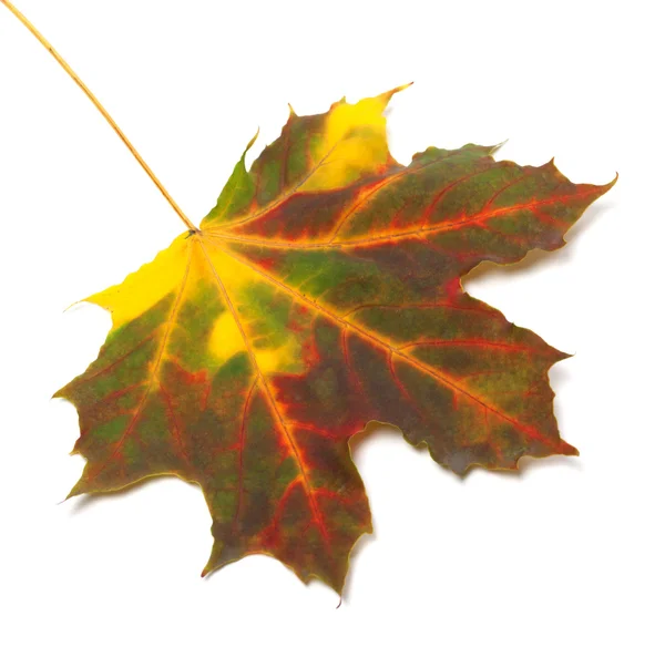 Meerkleurig herfstesdoornblad — Stockfoto