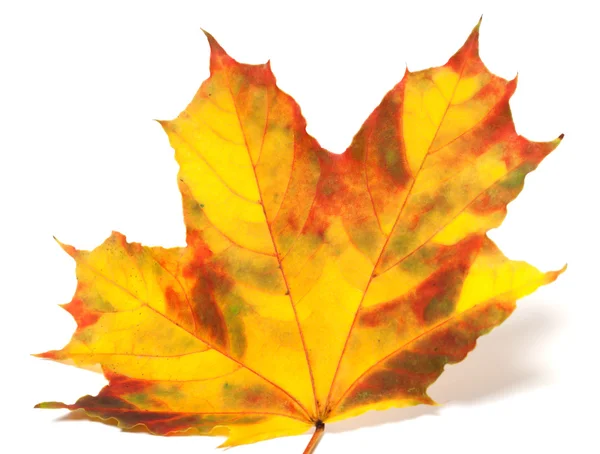 Yellowed autumn maple-leaf on white background — Stock Photo, Image