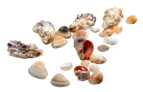 Seashells isolated on white background — Stock Photo, Image